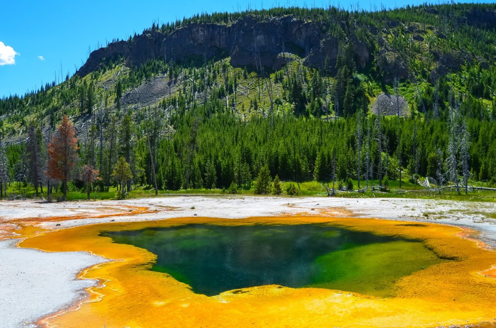 Greater Yellowstone Ecosystem News